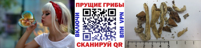 купить  сайты  Мыски  Псилоцибиновые грибы ЛСД 