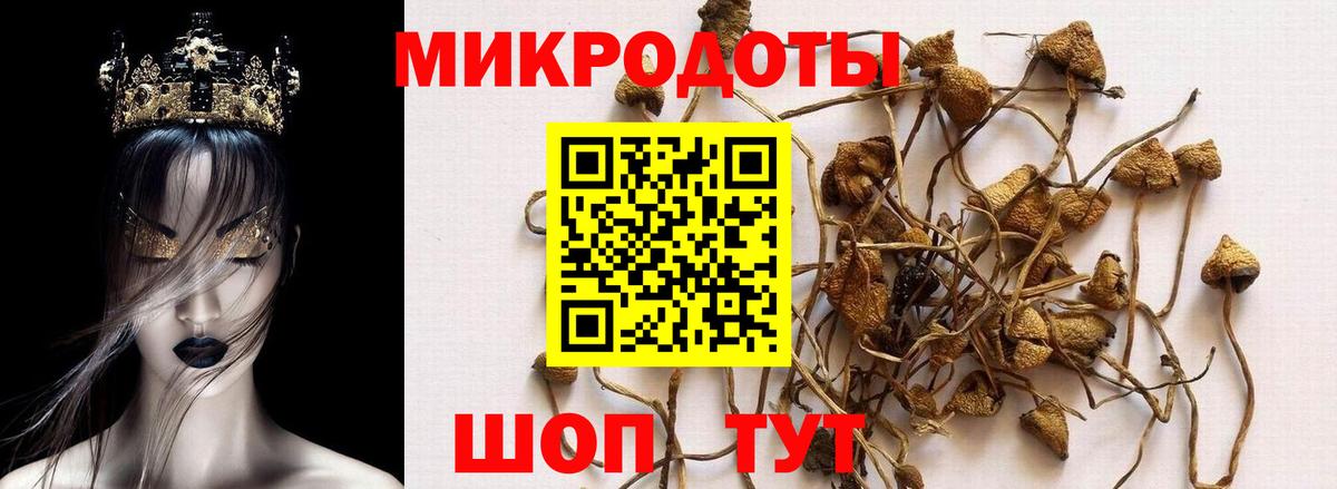Псилоцибиновые грибы Psilocybine cubensis Мыски